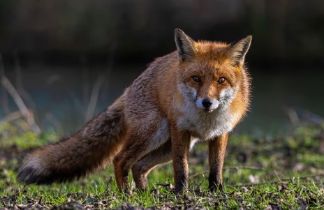 मुजफ्फरपुर में आदमखोर सियार का आतंक, 20 से अधिक लोगों को काटकर किया घायल; दहशत का माहौल 