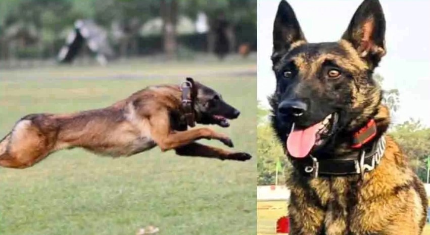 जम्मू-कश्मीर में आतंकियों के साथ मुठभेड़ में आर्मी डॉग 'फैंटम' शहीद, 3 आतंकी ढेर