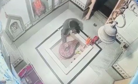 मंदिर में चोरी का वीडियो देखिये, पहले हाथ जोड़ा; फिर शिवलिंग से नाग देवता को लेकर हुआ चंपत